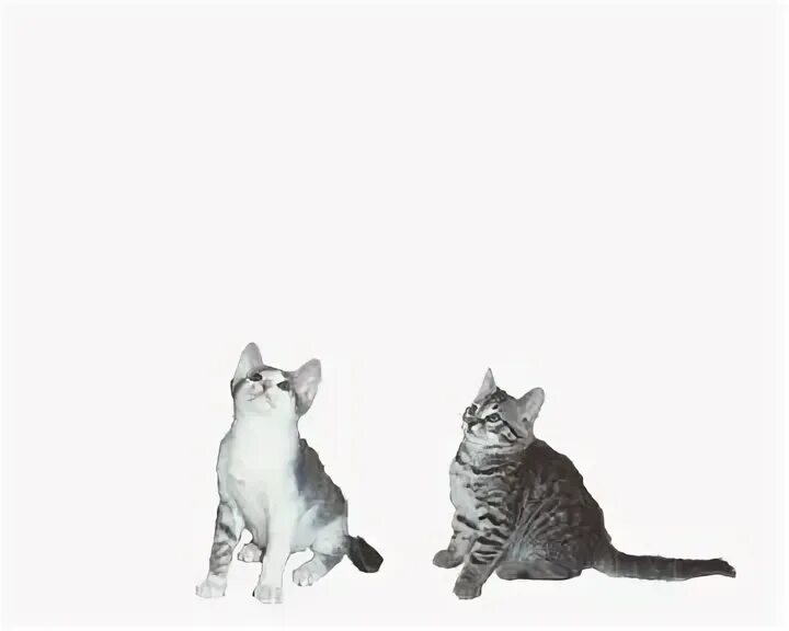 Кот дремот анимация. Танцующий кот на белом фоне. анимационные кошки. анимированные кошки на прозрачном фоне. котик гиф на прозрачном фоне.