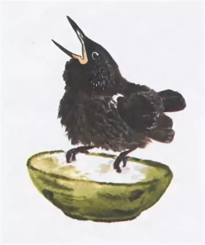 Стих я умею любить. Захочешь есть говорить научишься. Рассказ яшка чарушина. Как научиться говорить людям нет. Иллюстрации к произведениям чарушина яшка.