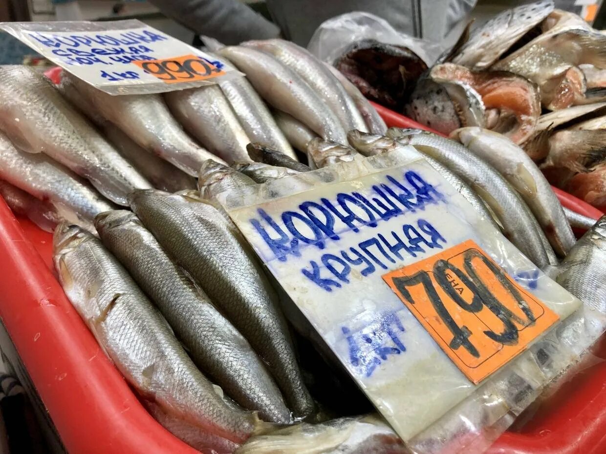 анадырь корюшка. сезон корюшки в санкт-петербурге. праздник корюшки. петербургская корюшка. корюшка санкт петербург где.