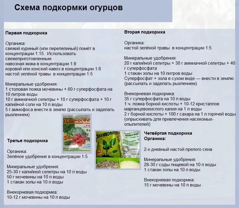 Удобрения при посадке огурцов. Схема внесения удобрений для огурцов. Схема удобрения огурцов в открытом грунте. Схема удобрений томатов и огурцов. Схема внесения удобрений для огурцов в открытом грунте.