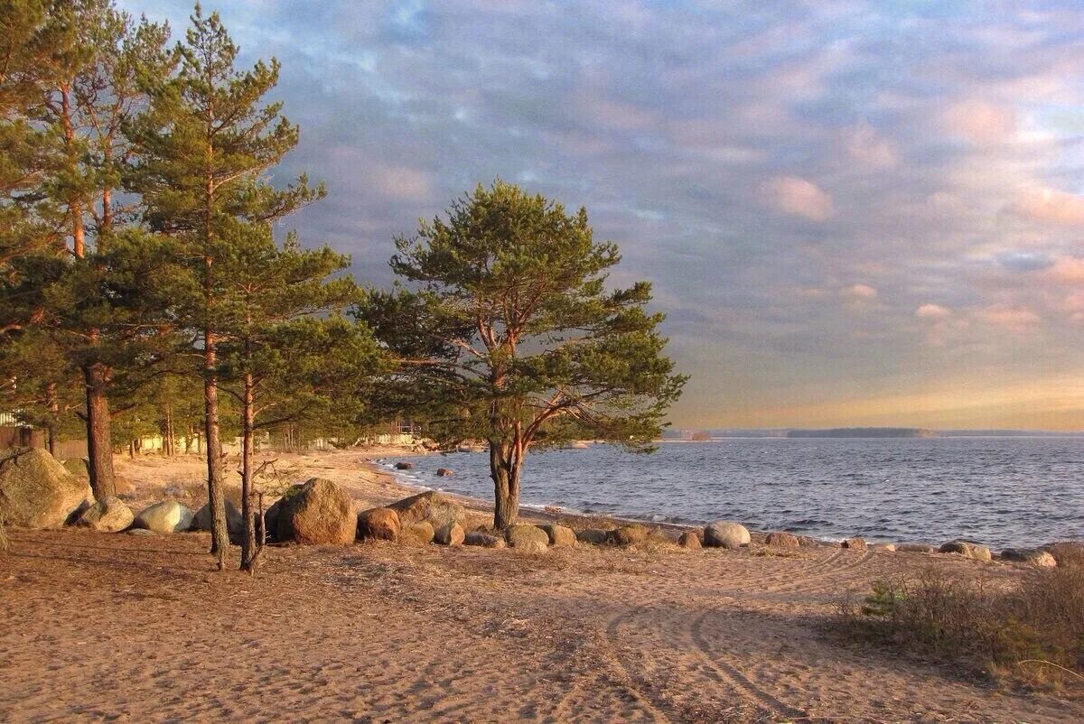 г сосновый бор ленинградской области. пляж липово сосновый бор. ленобласть сосновый бор природа. санаторий сосновый бор кострома. сосновый бор посёлок сосновый бор кемерово.