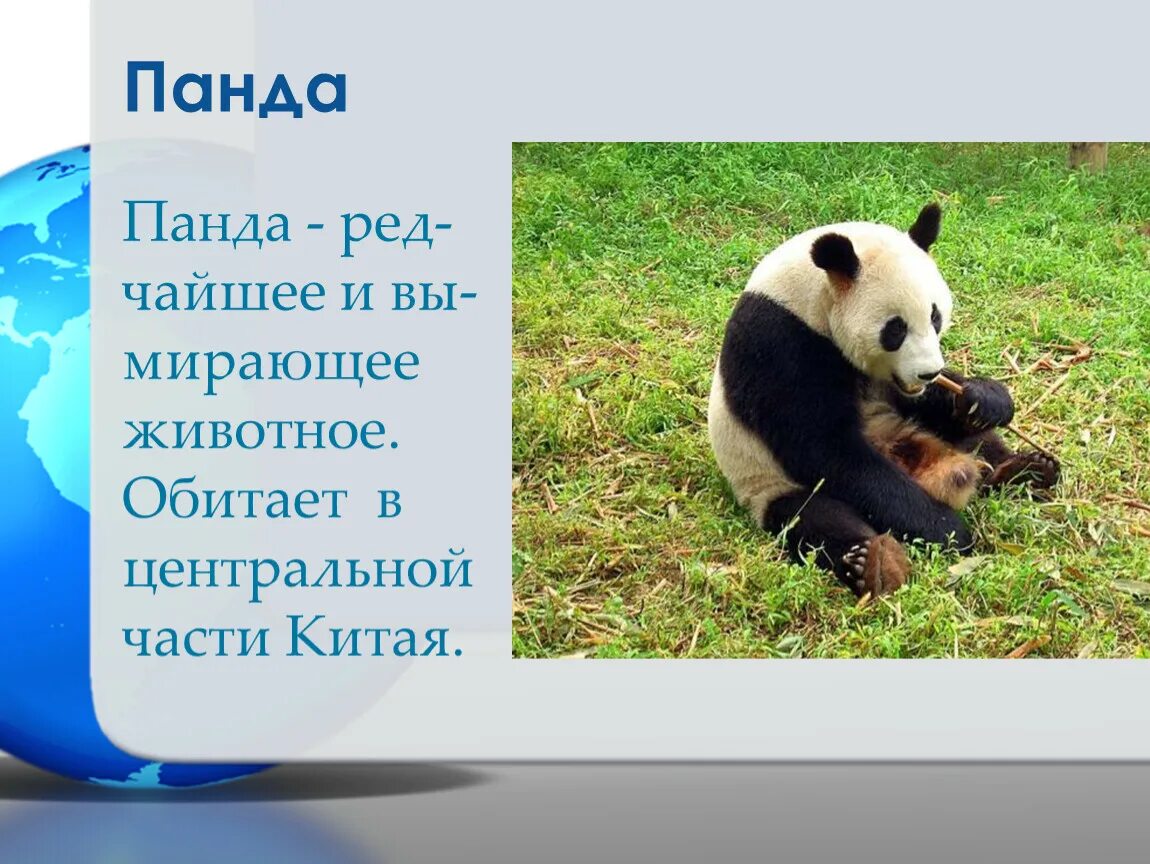 Панда животное. описание, особенности, образ жизни и среда обитания панды