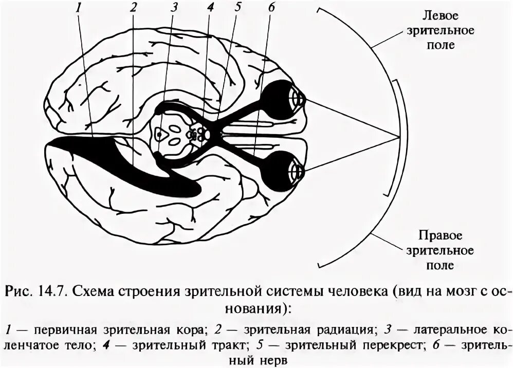 зрительная сенсорная система. корковый отдел зрительного анализатора зоны. вторичные зоны зрительной коры. строение зрительной системы лошади. зрительной коры млекопитающих.