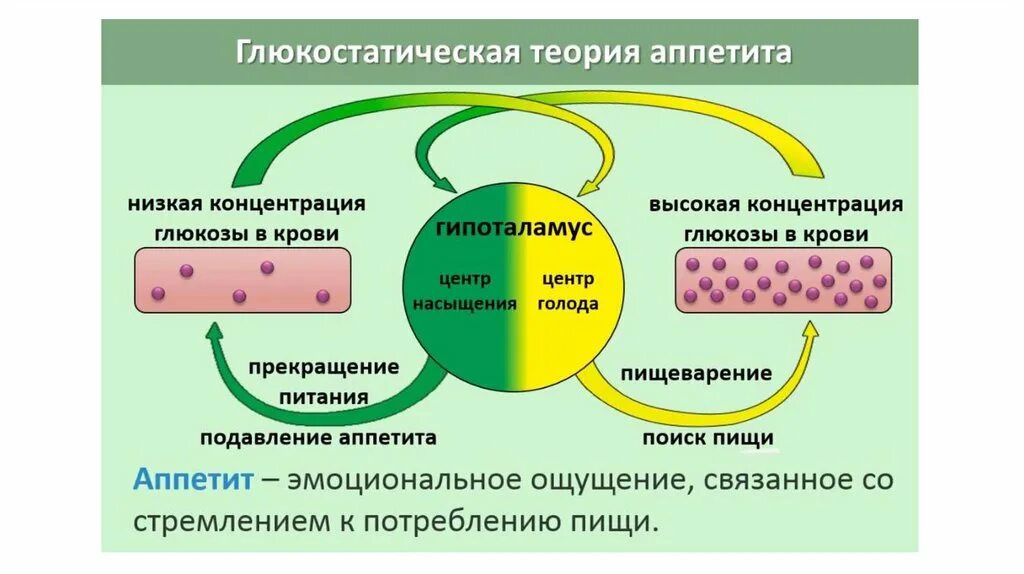 Глюкостатическая теория. Механизмы регуляции пищевого поведения. Глюкостатическая теория голода. Схема регуляции пищевого поведения.