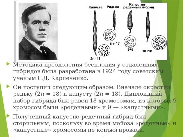 Карпеченко капустно редечный гибрид. Капустно-редечный гибрид Карпеченко. Карпеченко методы селекции.