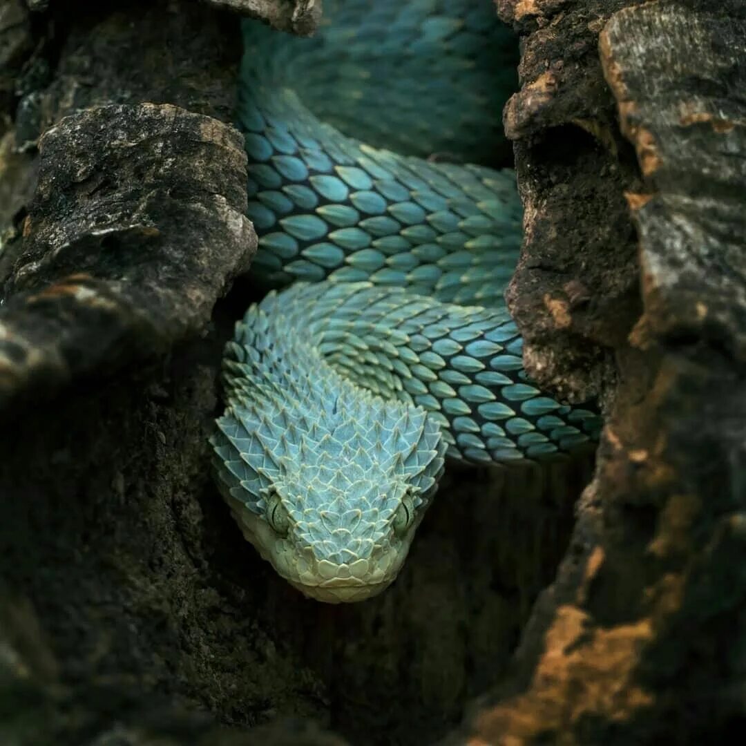 Шершавая древесная гадюка (32 фото) Viper snake, Viper, African bush viper