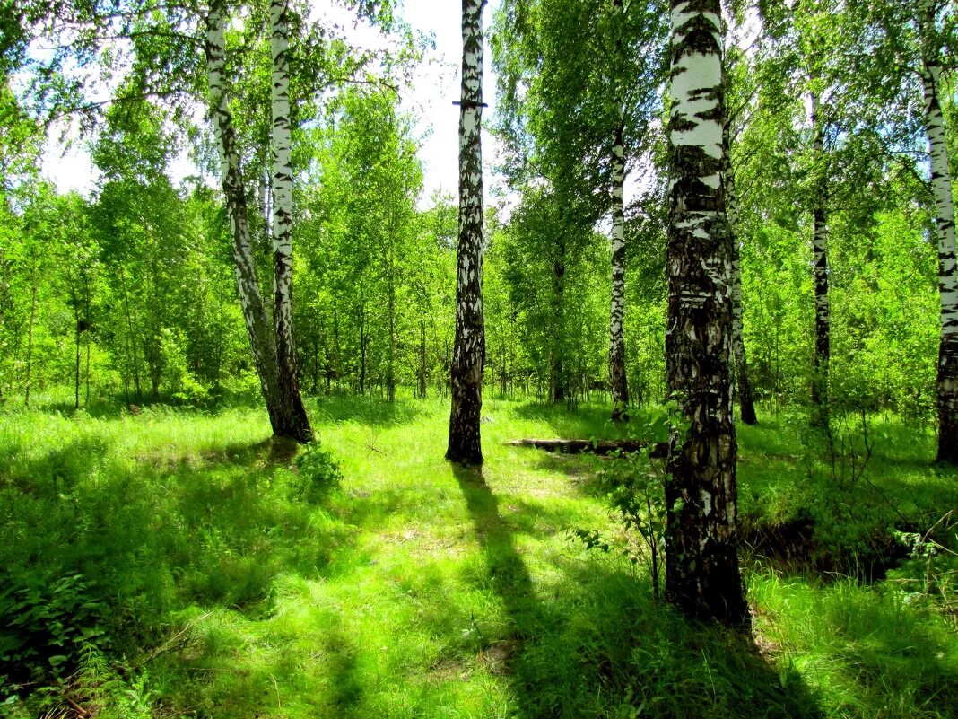 Поляна в лесу. Лесная поляна сосновый бор. Лесная поляна какая. Участок фореста лесная поляна. Цветущая поляна хабаровский край.