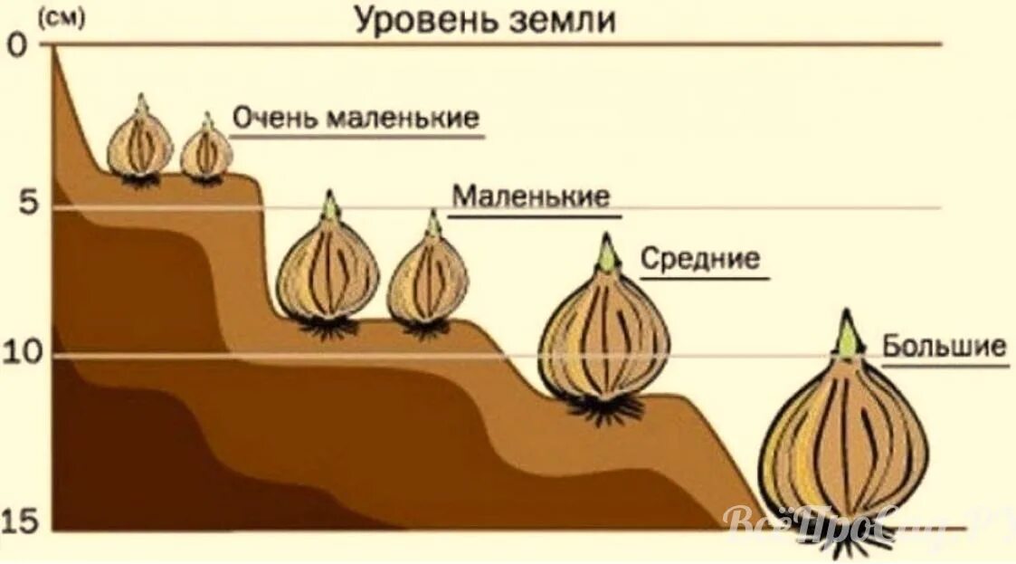 Глубина посадки луковиц тюльпанов. Схема глубины посадки луковичных. Посадка луковичных схема для тюльпанов. Посадка луковиц тюльпанов осенью в открытый грунт.