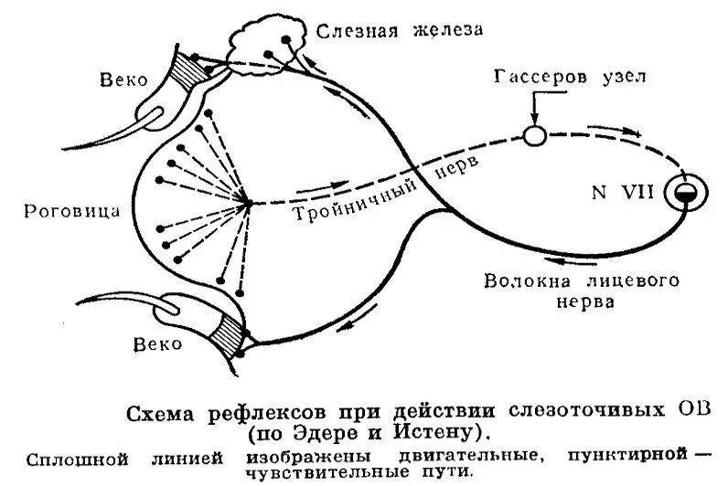 Схема рефлекторной дуги слезоотделения. Рефлекторная дуга слезоотделения. Схема рефлексов при действии слезоточивых ов. Рефлекторная дуга рефлекса слезоотделения.