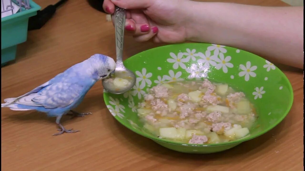 Можно попугаем соль