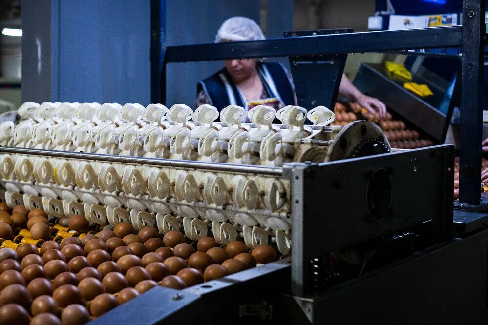 Яйцо куриное инкубационное. Инкубация яиц. Производство пищевых яиц. Сортировщик яиц. Фабрика яиц.