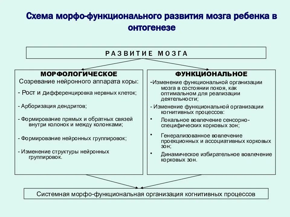 Функциональное развитие детей. Функциональное развитие. функциональное развитие ребенка. морфологически функционально развитый ребёнок. морфо-функциональная зрелость мозга.