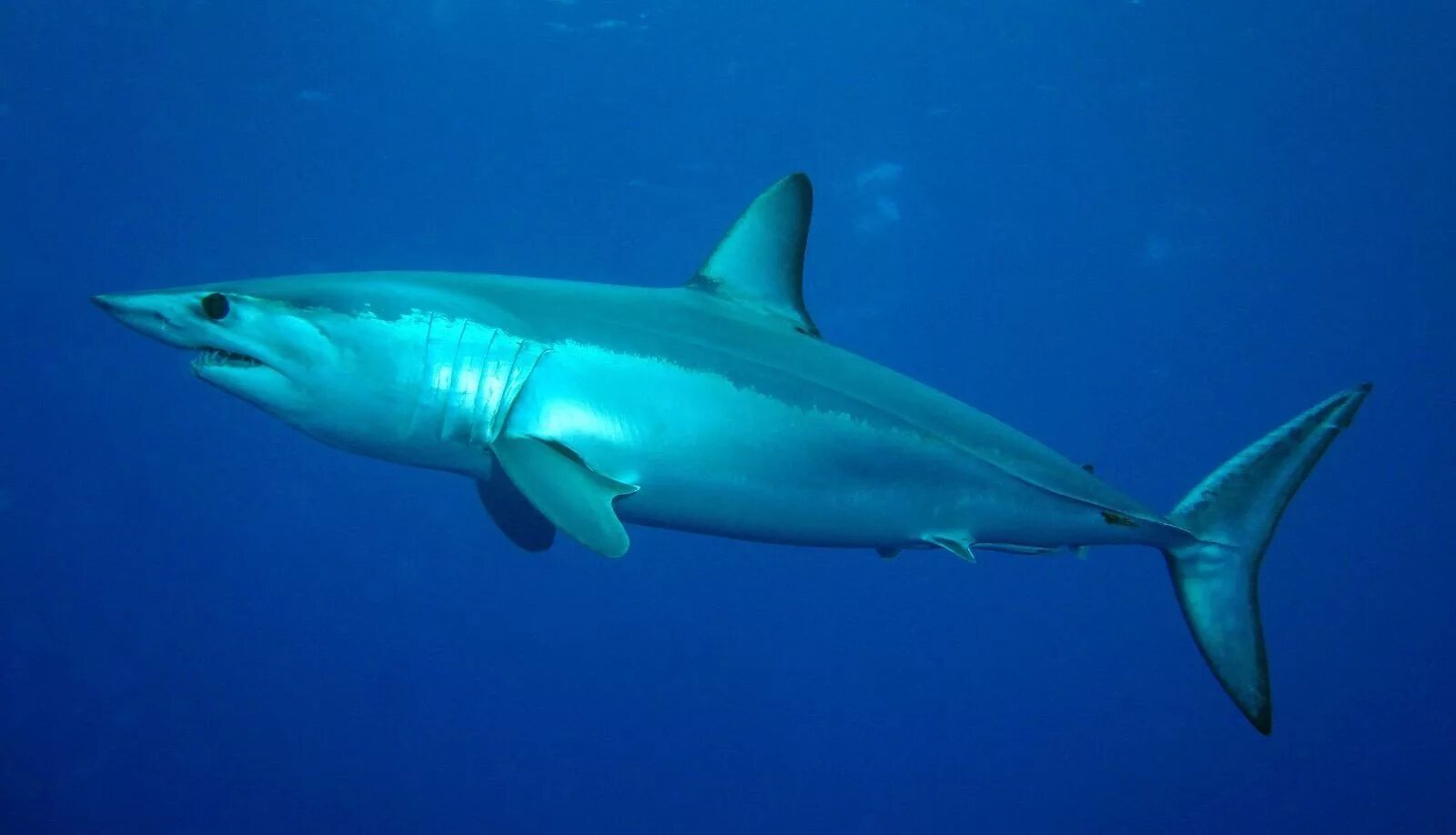 Акула мако опасна ли для человека. Акула мако. Isurus oxyrinchus акула мако. Акула-мако (серо-голубая акула). Сельдевая акула мако.
