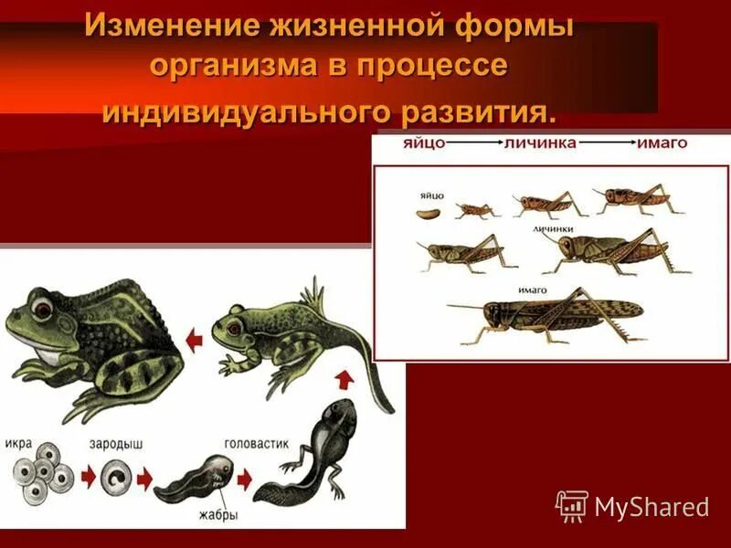 жизненные формы по кашкарову. морфологическая структура сообщества биология схема. жизненные формы живых организмов.