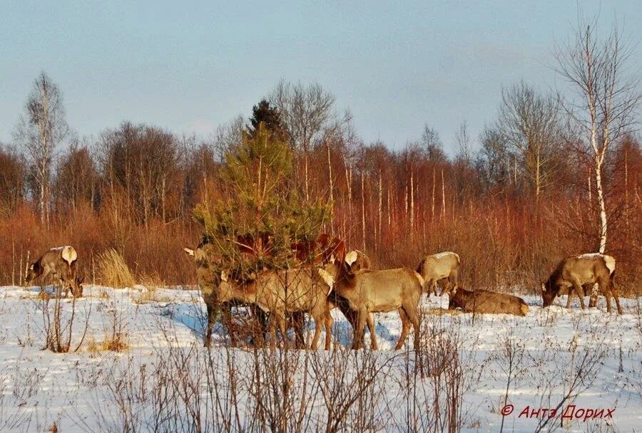 Карта охотничьих угодий нижневартовского района. Карты охотугодий ярославской обл. Карта охотугодий жлобинского лесхоза. Карта охотничьих угодий дмитровского района. Общедоступные охотничьи угодья ставропольского края карта.