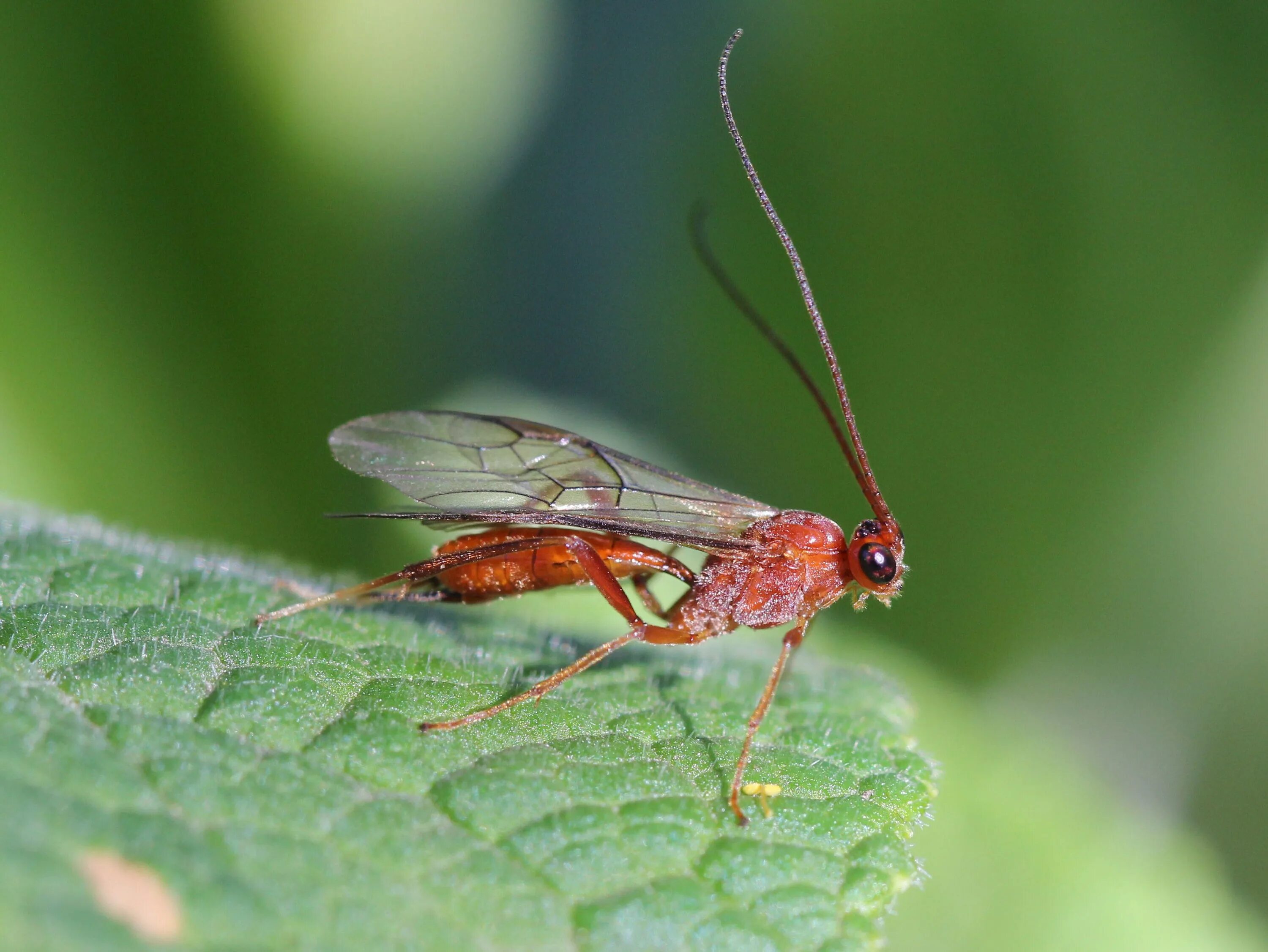 Наездник апантелес. Бракониды (Braconidae). Наездник насекомое браконида. Апантелес наездник насекомое. Габробракон энтомофаг.