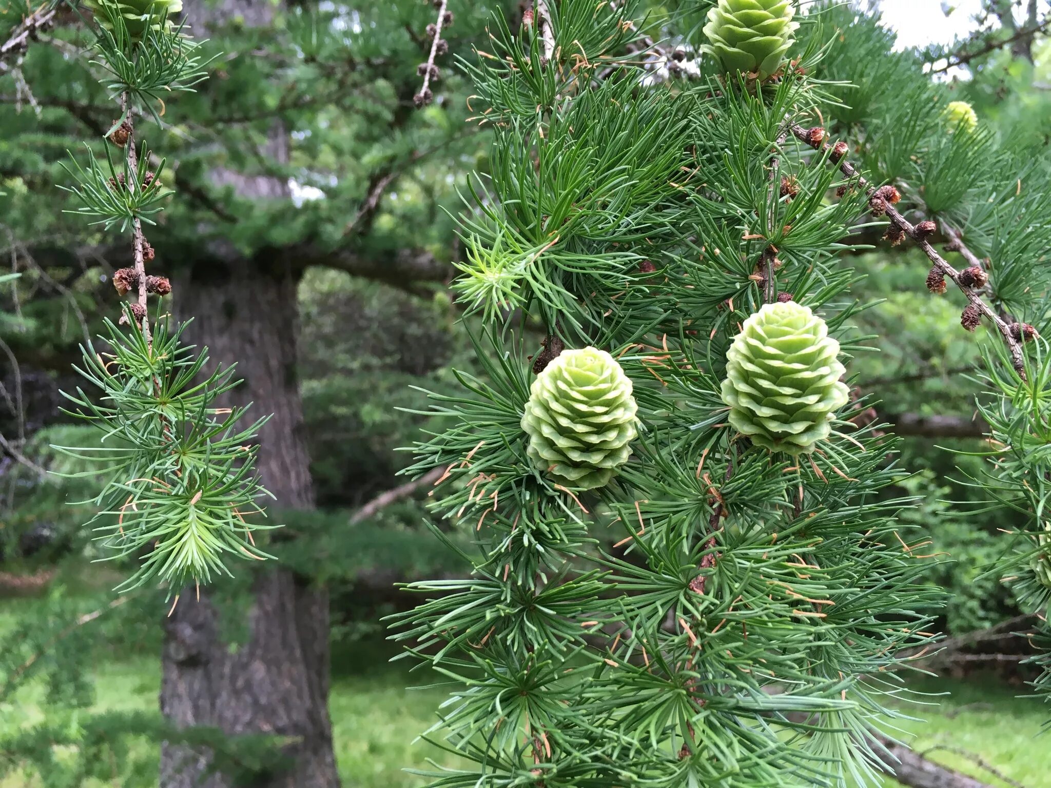 Сосна и лиственница хвойные деревья. Лиственница Сибирская Larix sibirica. Лиственница Сибирская и Даурская. Лиственница принца Рупрехта. Лиственница Даурская дерево.