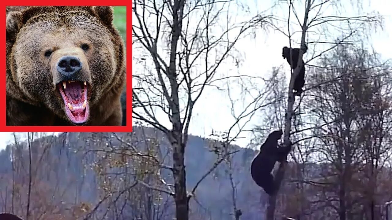 Мужчина медведь видео. Медведь и человек на дереве. Медведь залез на дерево за человеком. Медведь шатается.