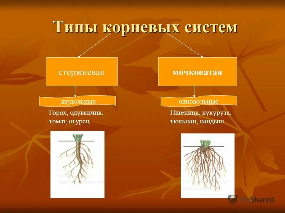 Главный корень у однодольных. Стержневая и мочковатая корневая система. Тип корневой системы у шиповника и пшеницы. Типы корневых систем. Стипы Корневы х систем.