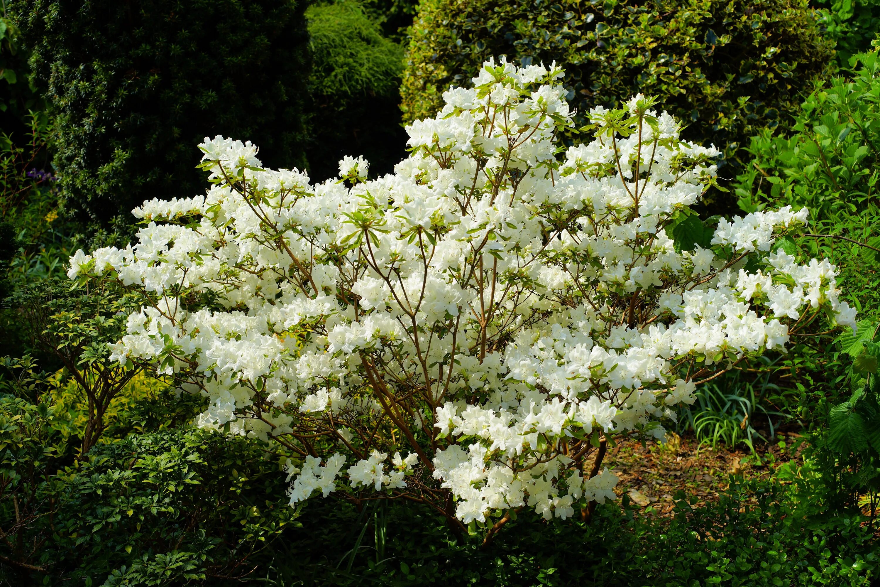 Кусты цветущие весной название. Рододендрон белый куст. Рододендрон кустарник белый. Рододендрон спирея.
