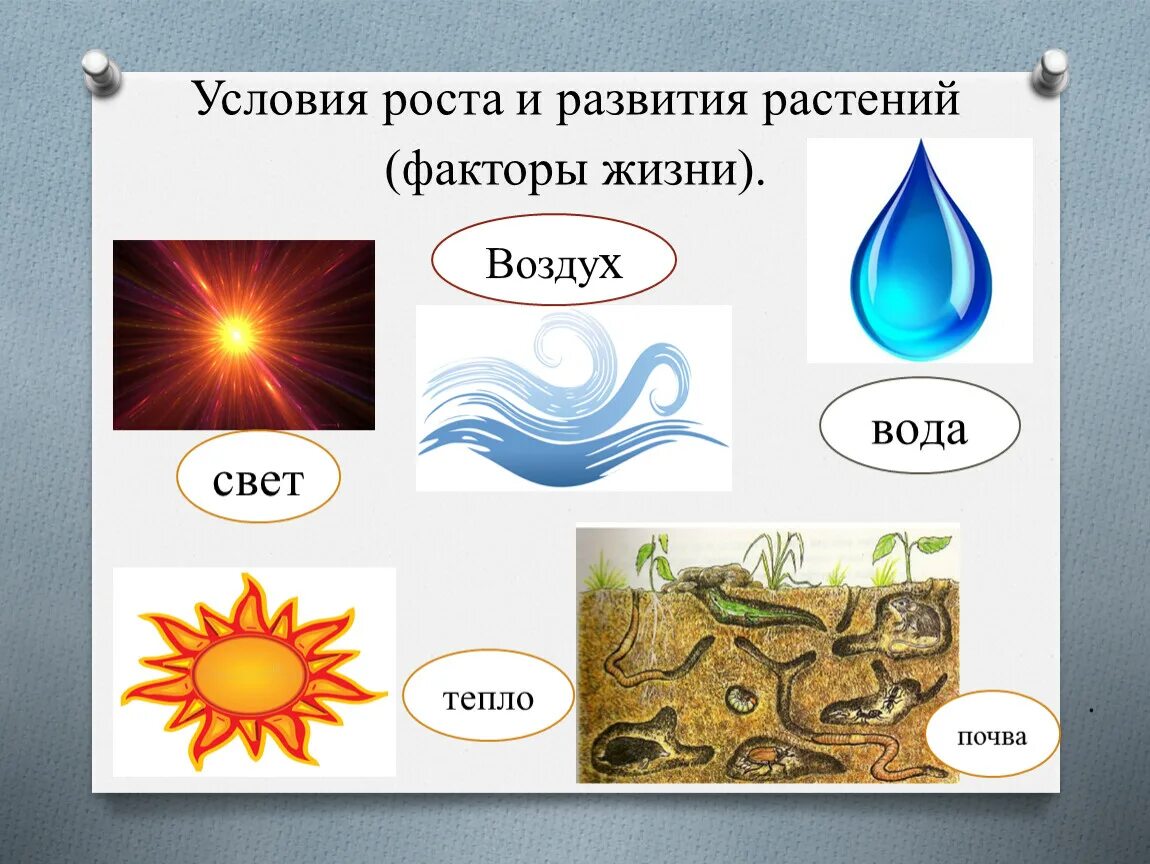 Факторы жизни растений. Условия развития растений. Условия роста растений. Условия роста и развития растений.