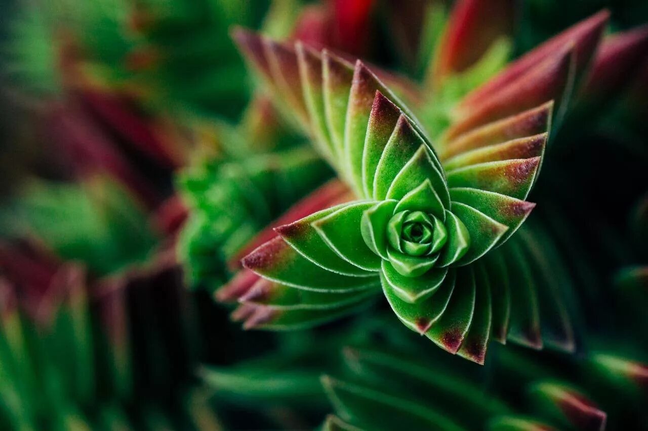 суккулент фибоначчи. папоротник щитовник листья. фракталы в живой природе. фракталы в компьютерной графике. алоэ филлотаксис.