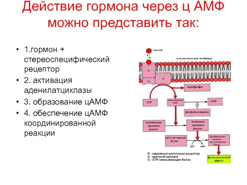 Механизм действия соматотропина физиология. Мембранный механизм действия гормонов схема. Соматотропный гормон синтез схема. Общий механизм действия гормонов схема. Действие гормонов физиология.