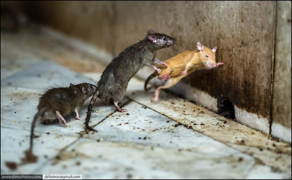О мышах и людях. Бедная мышка. Мышь в другую сторону