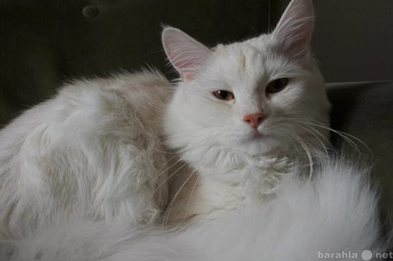 Турецкая ангора белая. Турецкая ангора кот. Ангорская кошка. Ангора страна. Ангора страна.