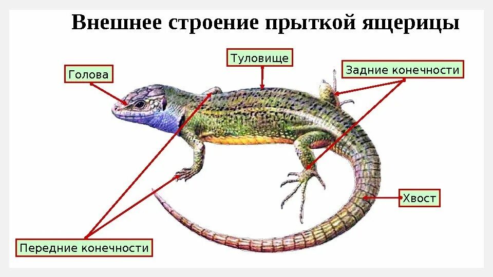 Жизнедеятельность ящерицы. Отделы тела ящерицы прыткой. Внешнее строение отделы тела ящерицы. Внешнее строение прыткой ящерицы. Внешнее строение прыткой ящерицы рисунок.