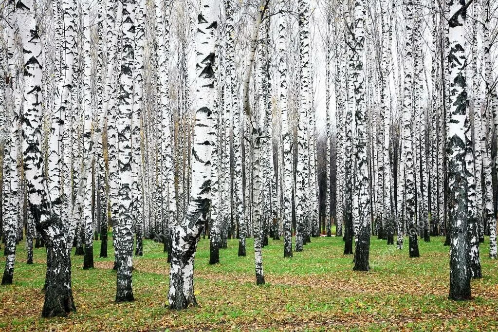 Днс березовая роща. Днс вернисаж ярославль. Днс березовая роща. Днс на березовой роще новосибирск. Рабочий поселок мошково нсо магазин днс.