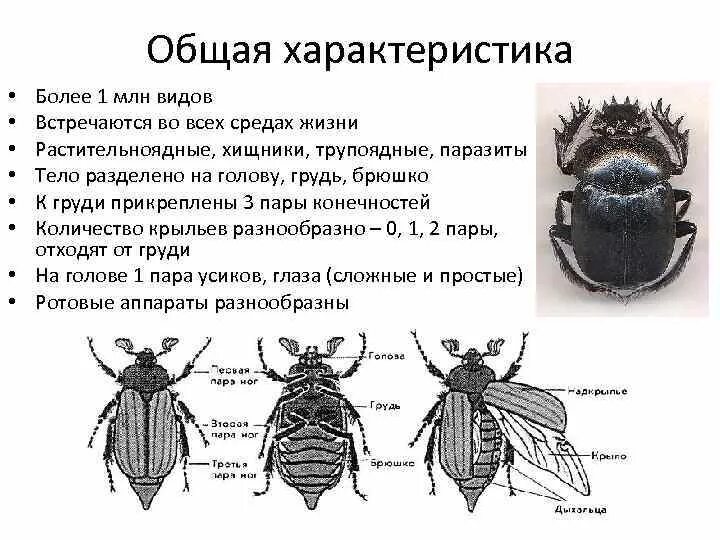 Какое развитие характерно для клопа щитника ягодного. Характеристика отряда клопы или полужесткокрылые. Характеристика отряда клопы кратко. Характеристика отряда полужесткокрылые клопы. Класс клопы характеристика.