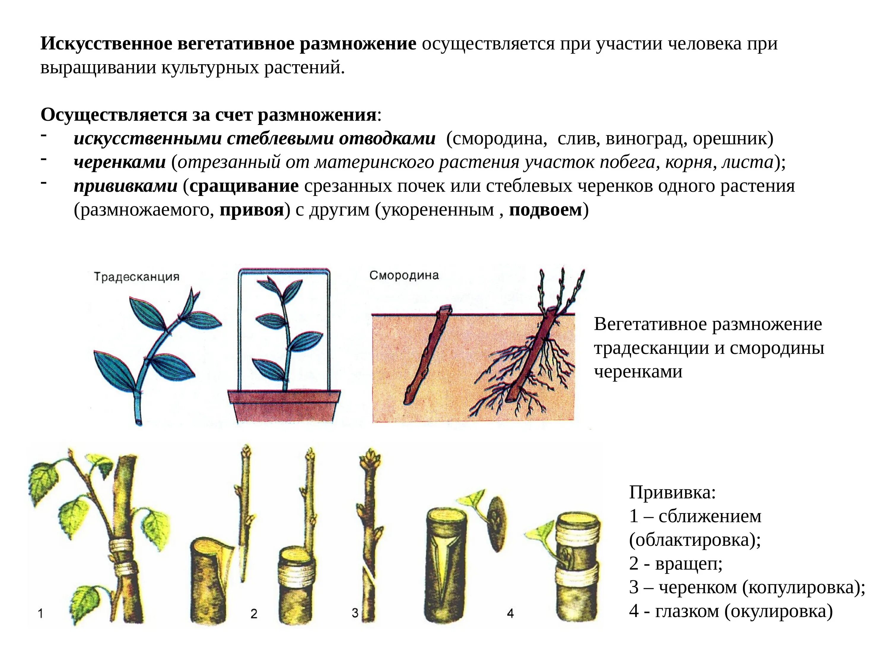 Искусственное вегетативное размножение черенкование. Вегетативное размножение прививки. Вегетативное размножение вегетативными черенками. Способы вегетативного размножения растений черенками. Какие способы размножения растений вы наблюдали