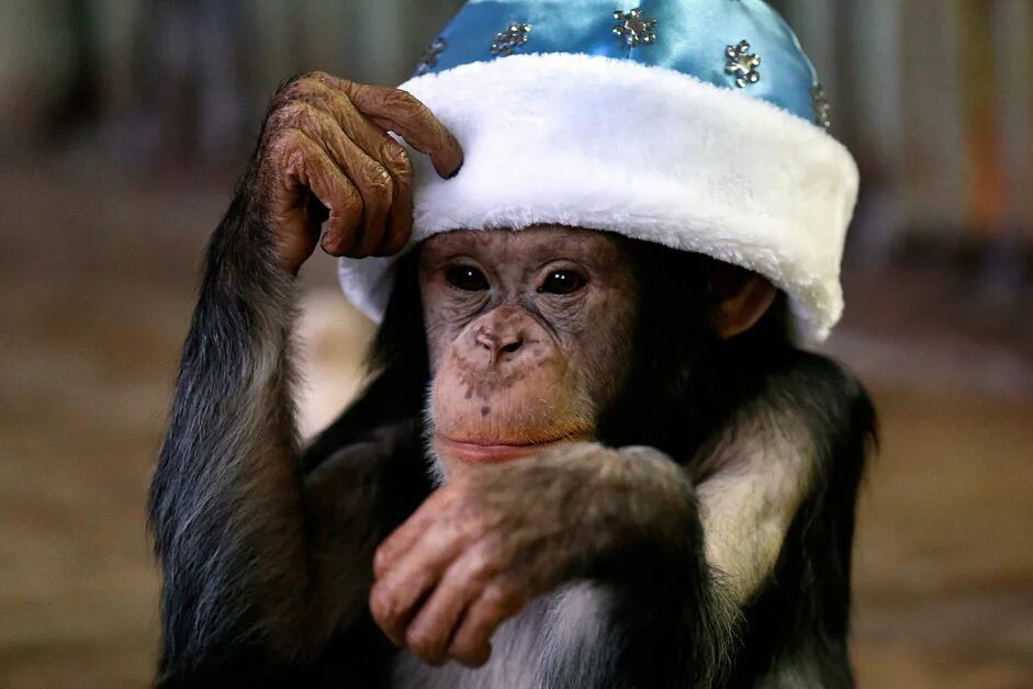 Новый год обезьян. Новогодняя обезьянка. Обезьяна в шапке. Мартышка в шапочке. Обезьяна дед Мороз.