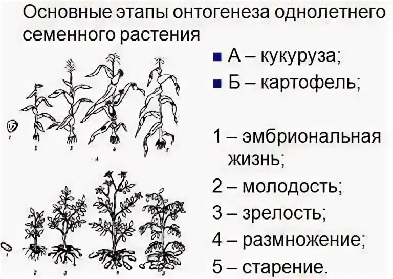 Установите последовательность этапов индивидуального развития однолетнего покрытосеменного