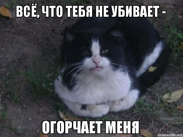 Ты ранил меня в мое мурчало. Ты ранил меня в мое мурчало. Я тебя убью не плачу. Я убью твою семью. Я тебя убью не плачу.
