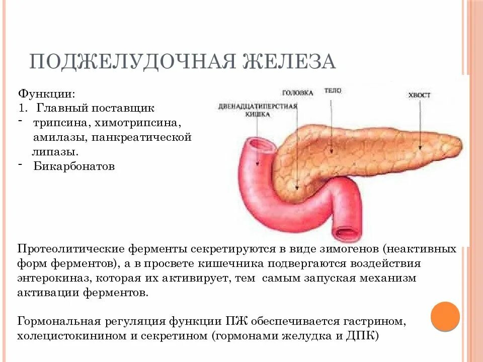 Поджелудочной железой вырабатываются ферменты. Поджелудочная железа строение и функции таблица. Функции поджелудочной железы в организме человека и болезни. Пищеварительная система поджелудочная железа. Поджелудочная железа строение и функции кратко таблица.