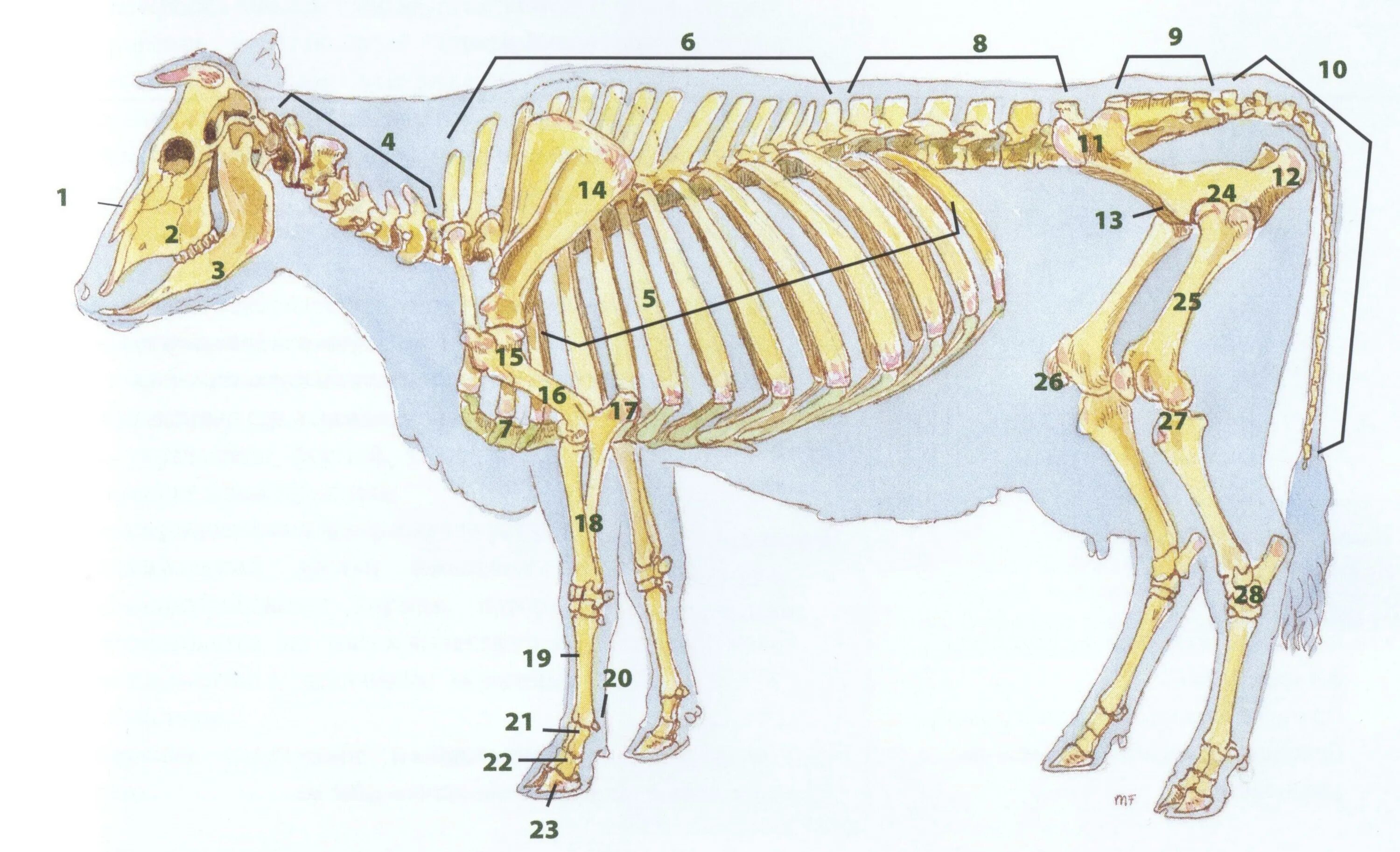 Строение теленка скелет. Анатомия КРС скелет коровы. Строение КРС костяк. Строение скелета КРС.