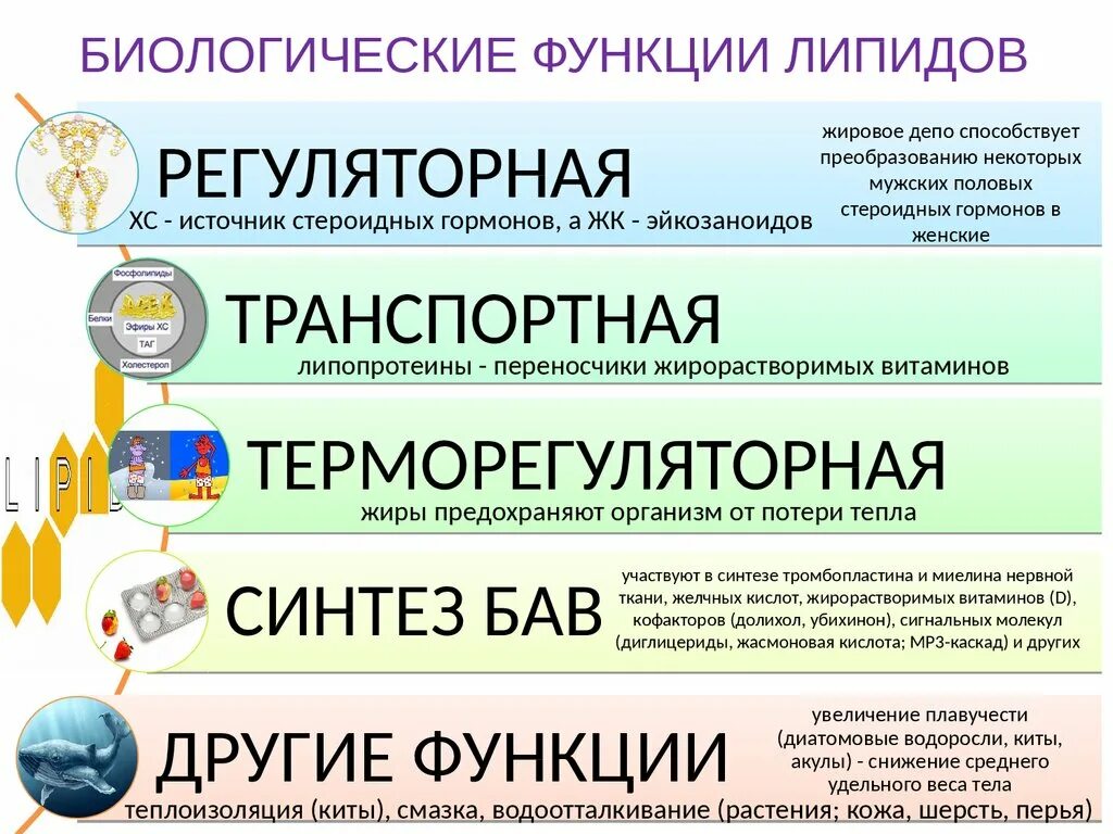 Биологические функции липидов в организме. Классификация липидов. Регуляторная функция липидов. Биологическая классификация липидов. Классификация липидов биохимия.