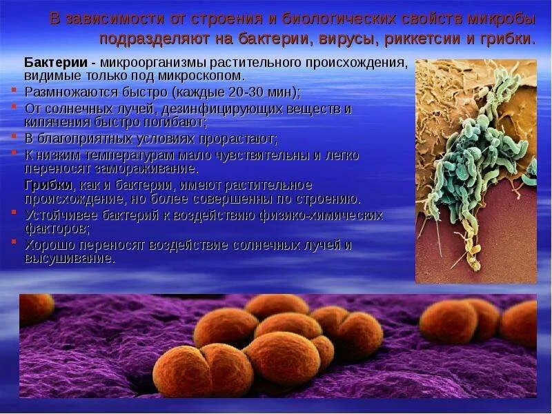 Растительное происхождение биологическая. Бактерии вирусы риккетсии грибки. Макроорганизм это растительного происхождения. Бактерии растительного происхождения. Биологические свойства бактерий.