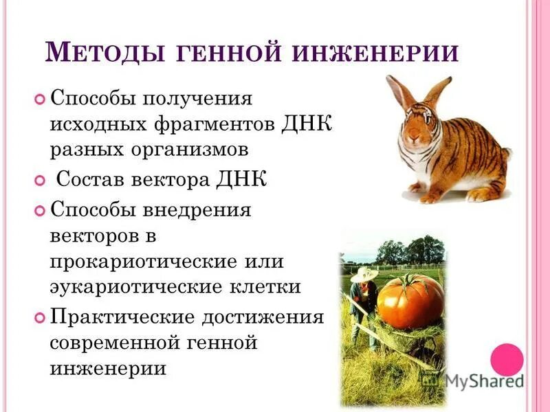 К методам генной инженерии относят. Методы применяемые в генной инженерии. Метод генной инженерии. Генетическая (генная) инженерия методы. К методам генной инженерии относят.