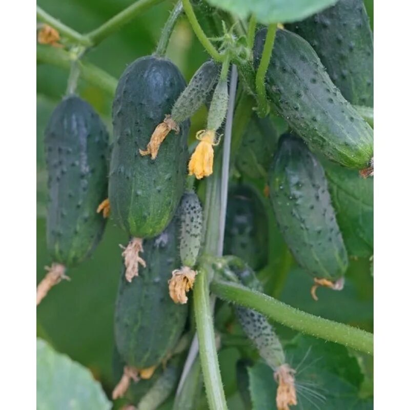 Мелотрия шершавая колибри. Огурцы семена лучшие. Семена колибри огурцы. Огурец колибри f1. Огурец колибри f1 описание отзывы фото посадка и уход.