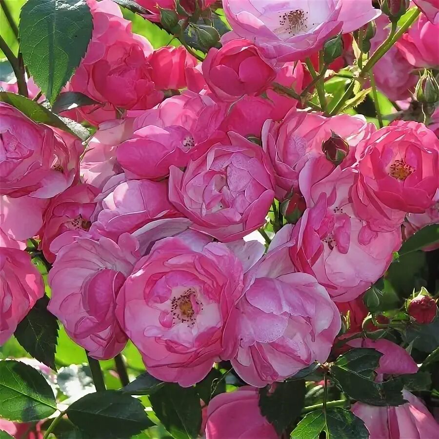 Роза флорибунда анжела фото Floribunda rose 'Angela', ... (com imagens) Jardim florido, Belas flores, Arte n