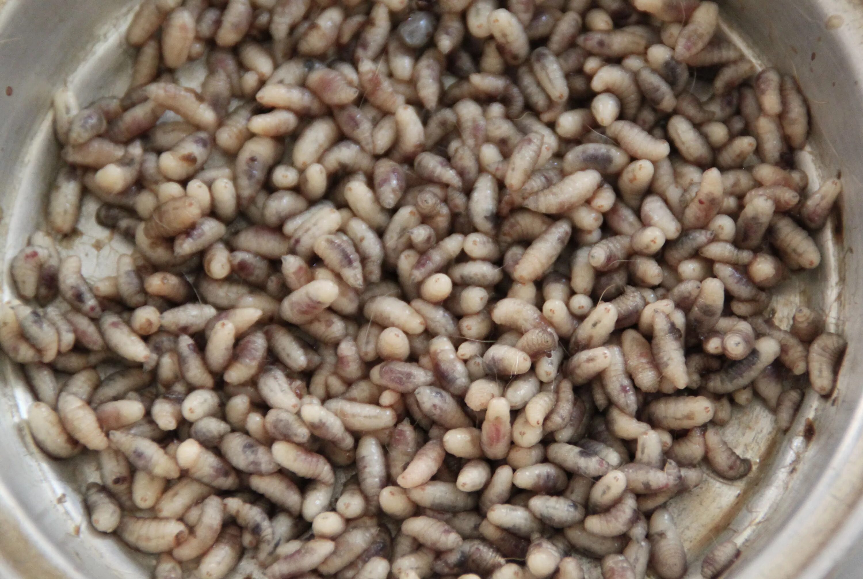 Личинка проволочника. Личинки средиземноморской плодовой мухи. Манго черви. Манго черви. Личинки мангового червя.