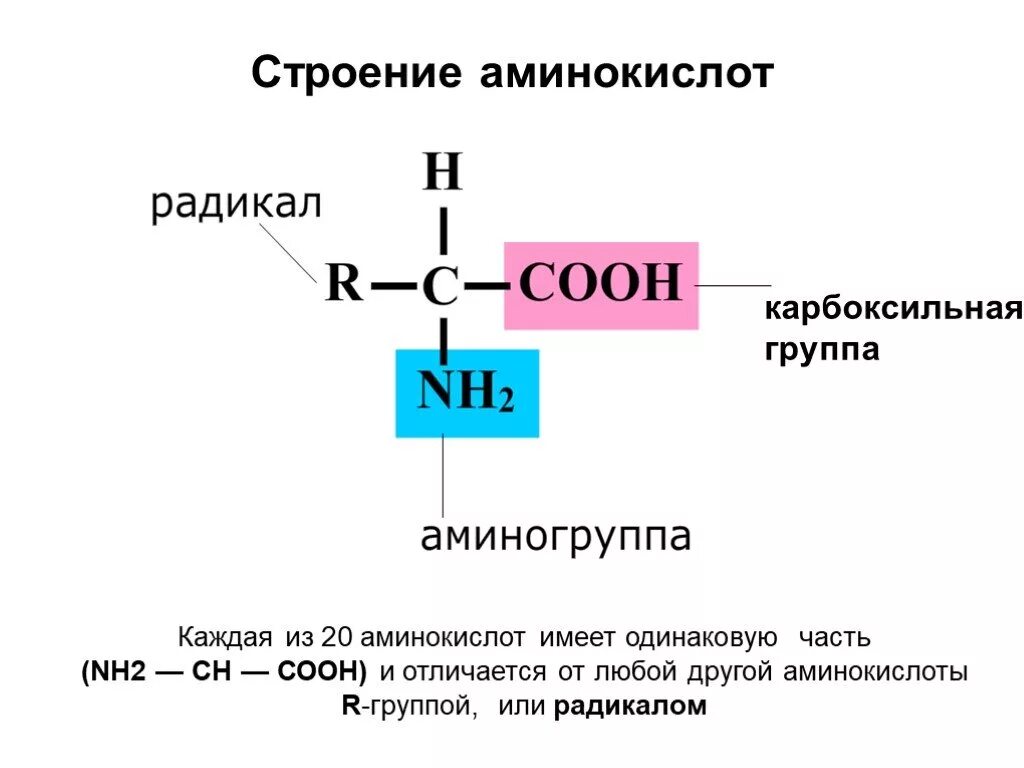 Соединение мономера белка. Общая структура Альфа аминокислот. Химическая формула молекулы аминокислоты. Общая формула и состав аминокислот. Строение Альфа аминокислот.