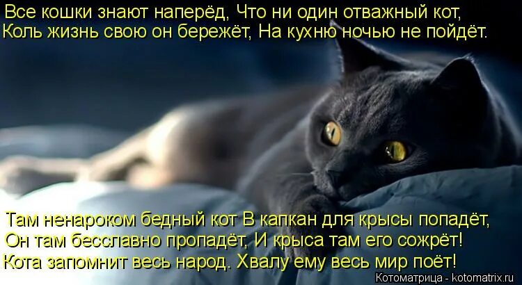 Ночной кот. Красивые коты. Выйду ночью с котом. Выйду ночью в кухню с котом текст. Выйду ночью с котом.