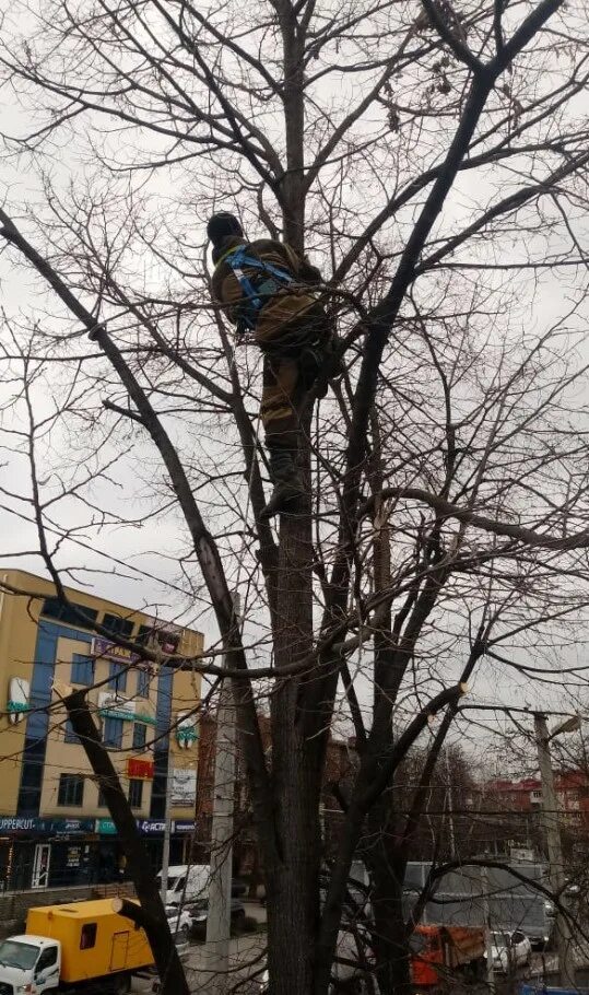 Спиливание деревьев. Спил деревьев краснодар реклама. Спиленное дерево. Фото спил деревьев любой сложности домовые постройки, кладбища. Валка деревьев частями.