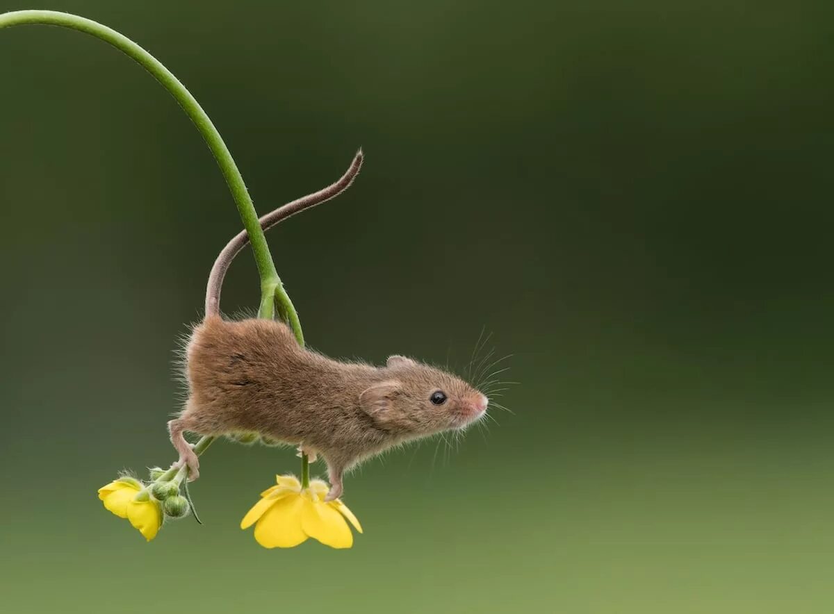 A mouse