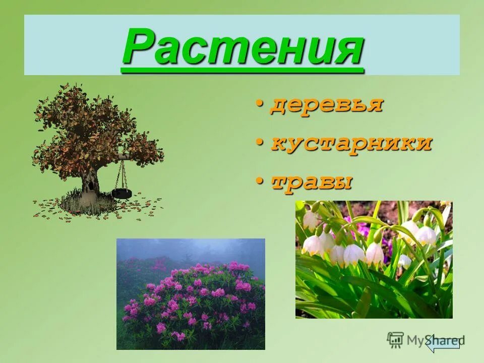 Значение в нашей жизни окружающий мир. Тема растения. Растения для презентации. Проект про растения. Презентация на тему растения.