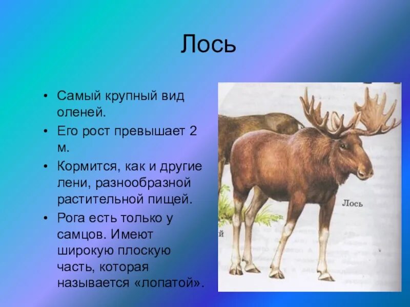 Что означает лось. Лось краткое описание. Лось самый крупный вид. Лось доклад. Краткая информация о Лосе.